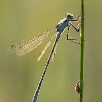 Emerald Damselfly male 1 